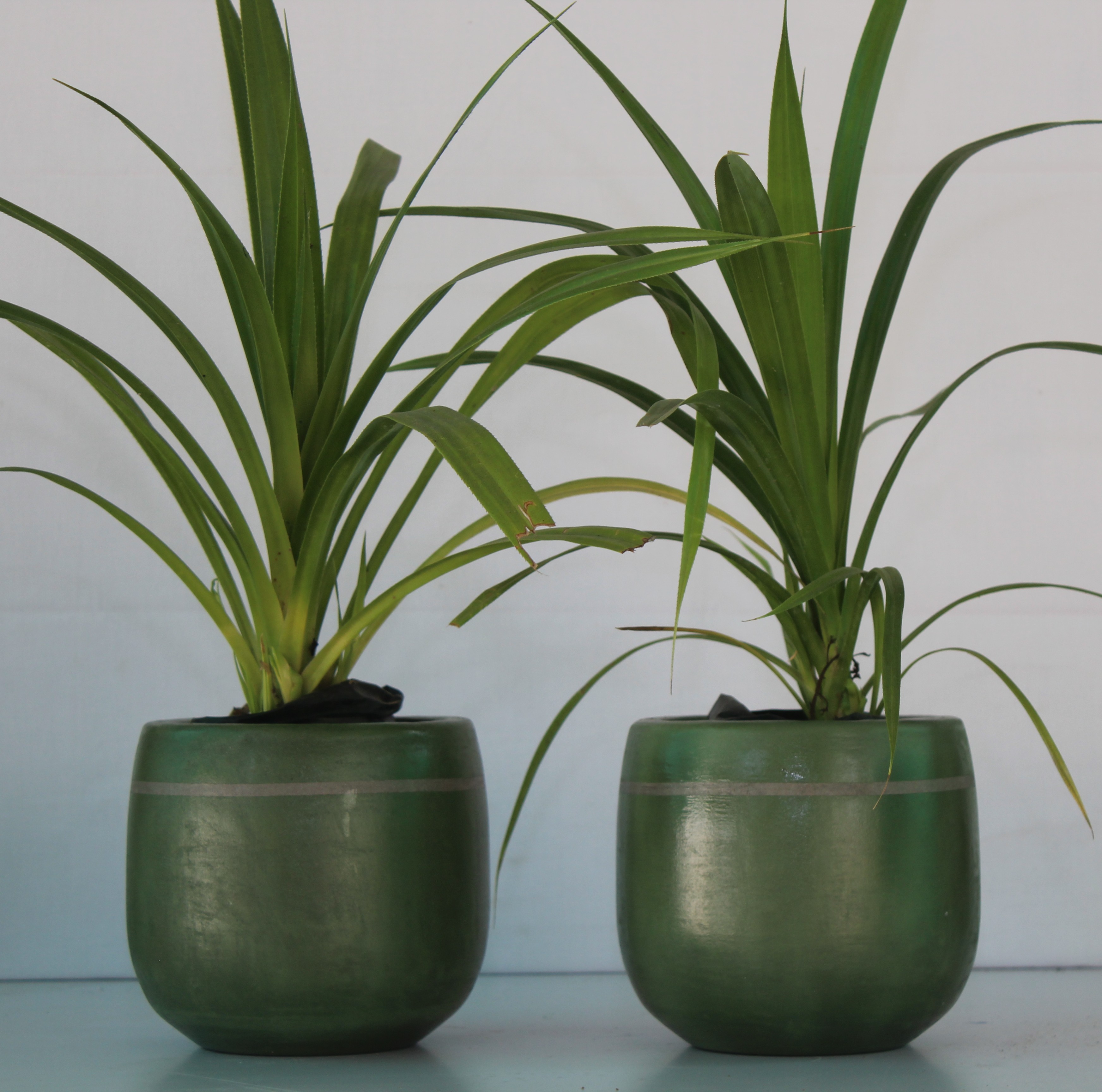 Premium Flowerpot Collection